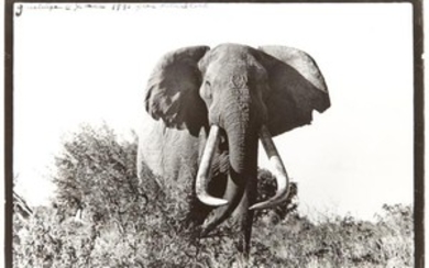 BEARD, PETER (b. 1938) [Elephant].