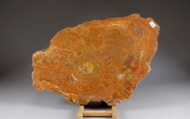 Coupe d'Araucaria fossilisée. Arizona U.S.A. Dimen…