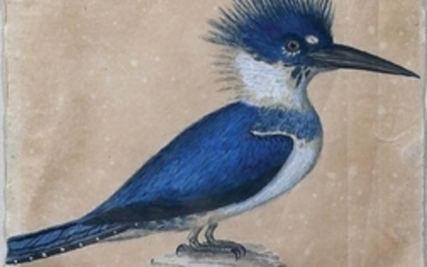 Davies Kingfisher Watercolor