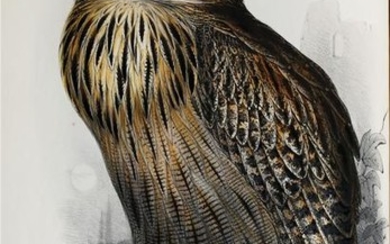 Gould's Birds of Europe