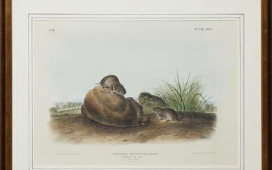 John James Audubon (1789-1851), "Lecontes Pine Mouse,"