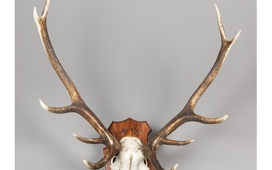 A LATE 20TH CENTURY SET OF EUROPEAN RED DEER ANTLERS WITH UP...