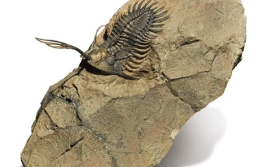 A TRIDENT-BEARING TRILOBITE