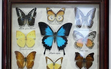 A TROPICAL BUTTERFLY COLLECTION
