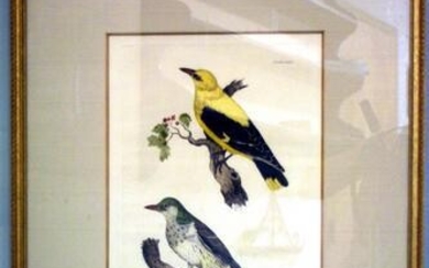 A pair of framed bird prints by Prideaux John Selby