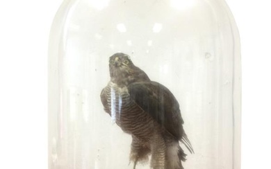A taxidermy sparrowhawk, the bird mounted on naturalistic log,...