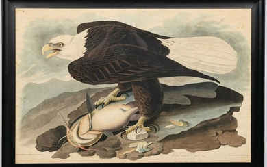 John James Audubon, "White Headed Eagle" Engraving