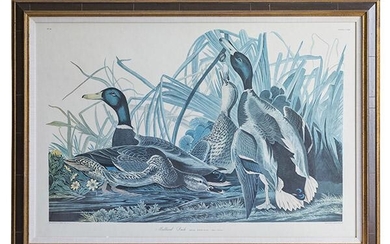 After John James Audubon (1785-1831) Lithograph