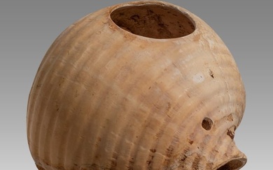 Ancient Near Eastern Shell c.1000-600 BC.