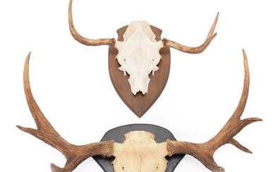 Antlers/Horns: European Moose Antlers (Alces alces), circa late 20th century,...