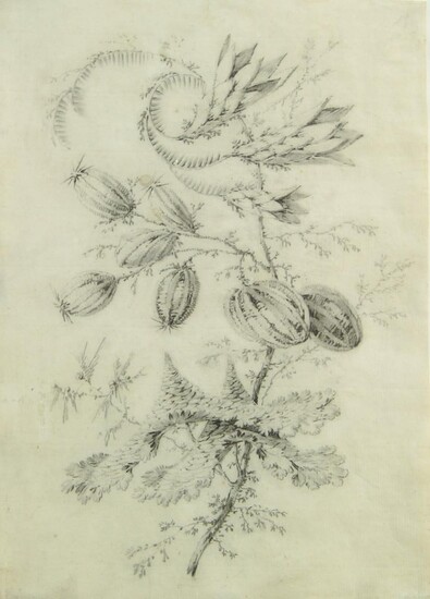 British School, late 18th century- Botanical study; black chalk on laid paper, 28 x 20 cm Provenance: The estate of the late designer, Anthony Powell.