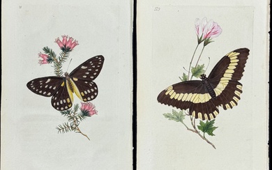Donovan - Pair of Butterfly Engravings