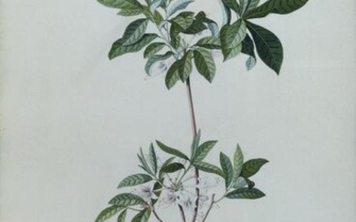 Ehret Original Watercolor of a Virginia Rock Rose