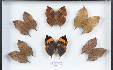 Kallima inachus papillon feuille de Taiwan 6 ex.