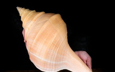 Large False Trumpet Sea-snail shell XXL Sea shell - Syrinx aruanus - 55 cm