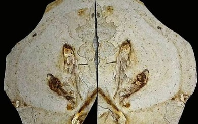 Pair matrix - Fossilised animal - Lycoptera - 20 cm