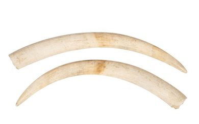 Par de presas lisas em marfim (2)