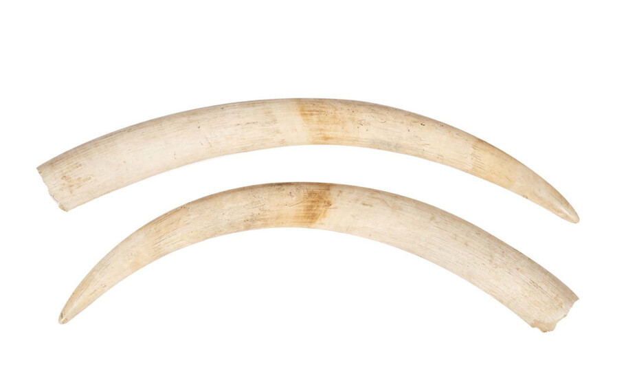 Par de presas lisas em marfim (2)
