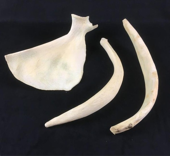 Partial Deer Hipbone and Two Ribs