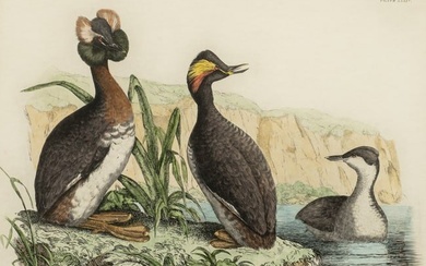 Prideaux John Selby Engraving of Grebe Birds.