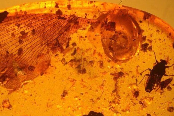 Rarities from the DINO period - 2 snail shells on Raptor feathers - GastropodaDeinonychus oder Velociraptoren