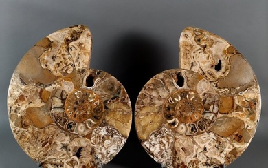 Splendid and Big sectioned Ammonites - Fossilised shell - Puzosia sp. - 49.5 cm - 43 cm