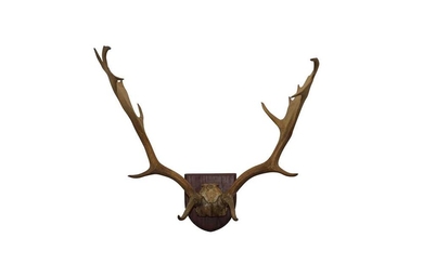 TAXIDERMY: A PAIR OF FALLOW BUCK ANTLERS