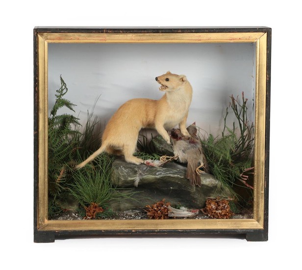 Taxidermy: A Victorian Cased Stoat (Mustela erminea), by James Hutchings,...