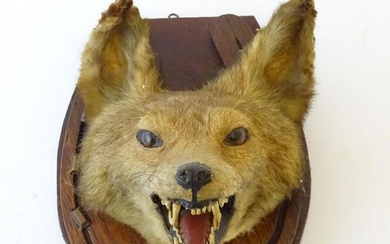 Taxidermy: an early 20thC mount of a Fox (Vulpes