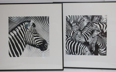 Two Zebra Photo Prints