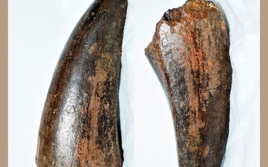 Tyrannosaur - absolute rarity - very good tooth from the original - Tyrannosaurus rex - 61.73×25.43×20.54 mm