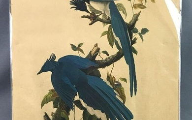 Vintage Audubon Columbia Jay engraving
