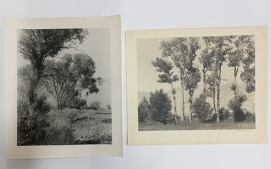 William Dassonville Lot of 2 Owens Valley Trees Photos