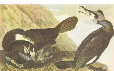 c1946 Audubon Print, #266 European Cormorant