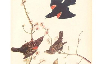 c1946 Audubon Print, #67 Red-Wing