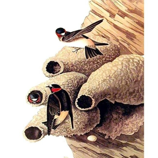 c1946 Audubon Print, #68 Cliff Swallow