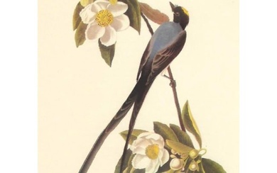 c1950 Audubon Print, Fork-Tailed Flycatcher