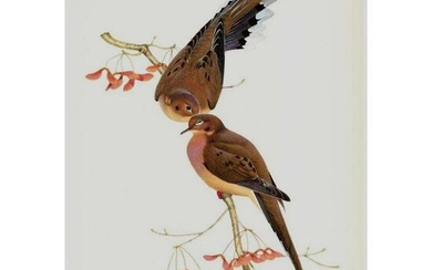 1950 Menaboni Print, Eastern Mourning Dove