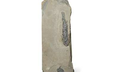 Two Devonian Fishes from Scotland