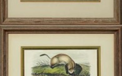 John James Audubon (1785-1851), "Rocky Mountain Sheep,"