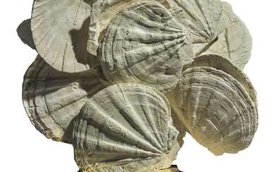A FINE & DELICATE PANEL OF FOSSILIZED SAINT-JACQUES SHELLS