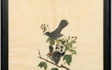 John James Audubon, "Cat Bird" Havell Edition