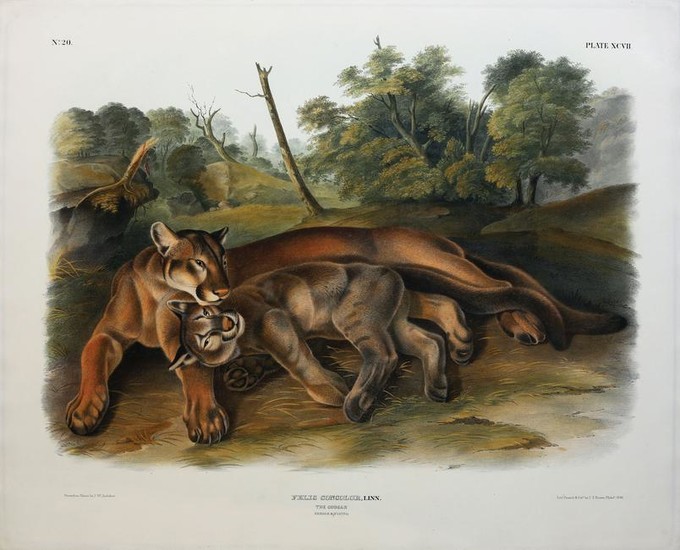 Audubon Lithograph, The Cougar (Female and Young)