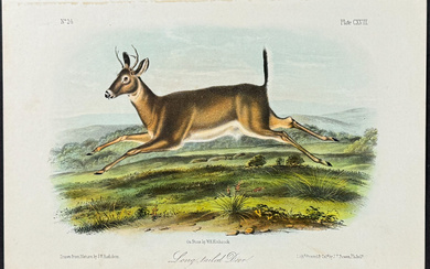 Audubon - Long-tailed Deer. 118