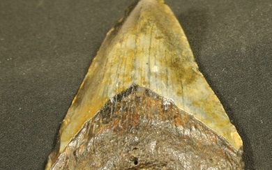 Dent fossilisée de requin : Carcharodon Mégalodon... - Lot 62 - FEE - Stanislas Machoïr