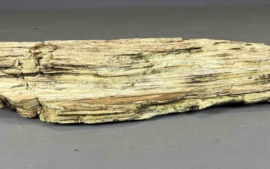 Large Petrified Wood Specimen