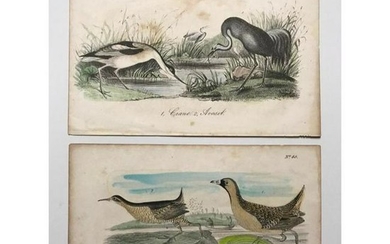 Pair of 18thc Hand-colored Engravings, Crane, Avoset