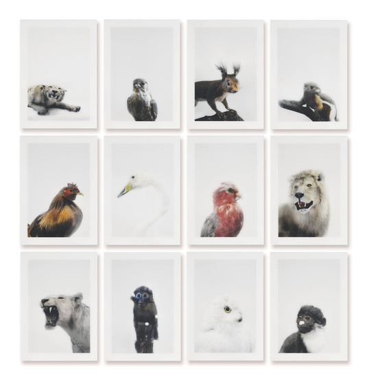 ROBERT ZHAO (B. 1983), Twelve animal prints: A strange animal with a red body, black head and a white breast and other fables Series and Soon Bo’s Cold Room and Shelves Series