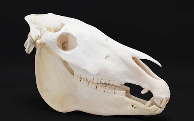 Skulls/Anatomy: Burchell's Zebra Skull (Equus quagga), modern, complete bleached skull,...