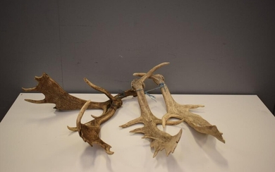 TWO PAIRS OF IMPRESSIVE NATURALLY SHED TASMANIAN FALLOW DEER ANTLERS